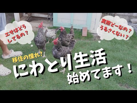 冬に産卵鶏に適切な餌を与えるために避けるべき間違い