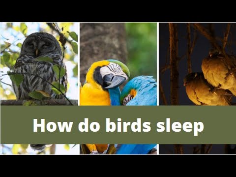 YouTube video about: Can birds sleep with noise?