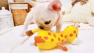 フレンチブルドッグの動画02