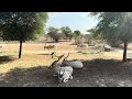 Beautiful Arabian Oryx In Sharjah Safari Park 4K Wildlife Video