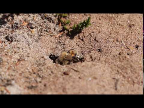 Beewolf (Philanthus triangulum)