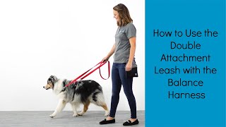 The Perfect Leash for Strong Pullers | How to use the Double