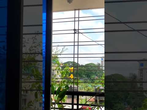 Flower.. # my garden #atiya