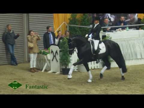 Fantastic - Gestüt W.M. 2017