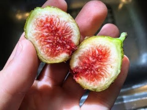 download lagu mp3 mp4 Best Fig Tree For Zone 7, download lagu Best Fig Tree For Zone 7 gratis, unduh video klip Best Fig Tree For Zone 7