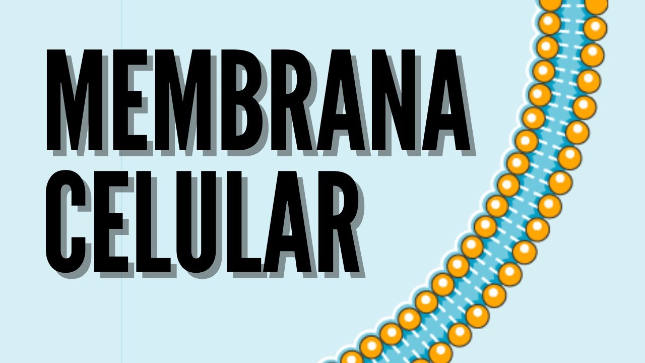 Membrana celular