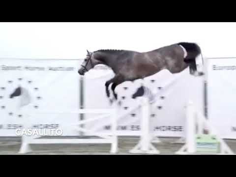 Casallito: Casall ASK x Cassini I