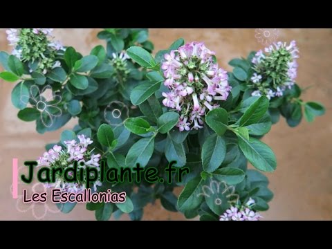 download lagu mp3 mp4 Escallonia Macrantha Pink, download lagu Escallonia Macrantha Pink gratis, unduh video klip Escallonia Macrantha Pink