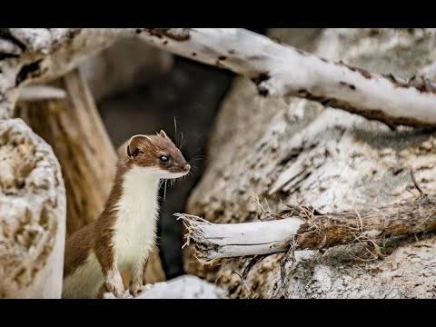 Baby ermines are playing on the beach