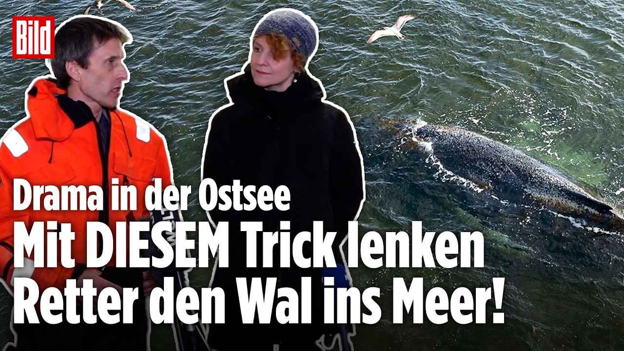 Wal-Drama in der Ostsee: SO helfen die Retter dem Buckelwal aus dem Hafen in die Freiheit!