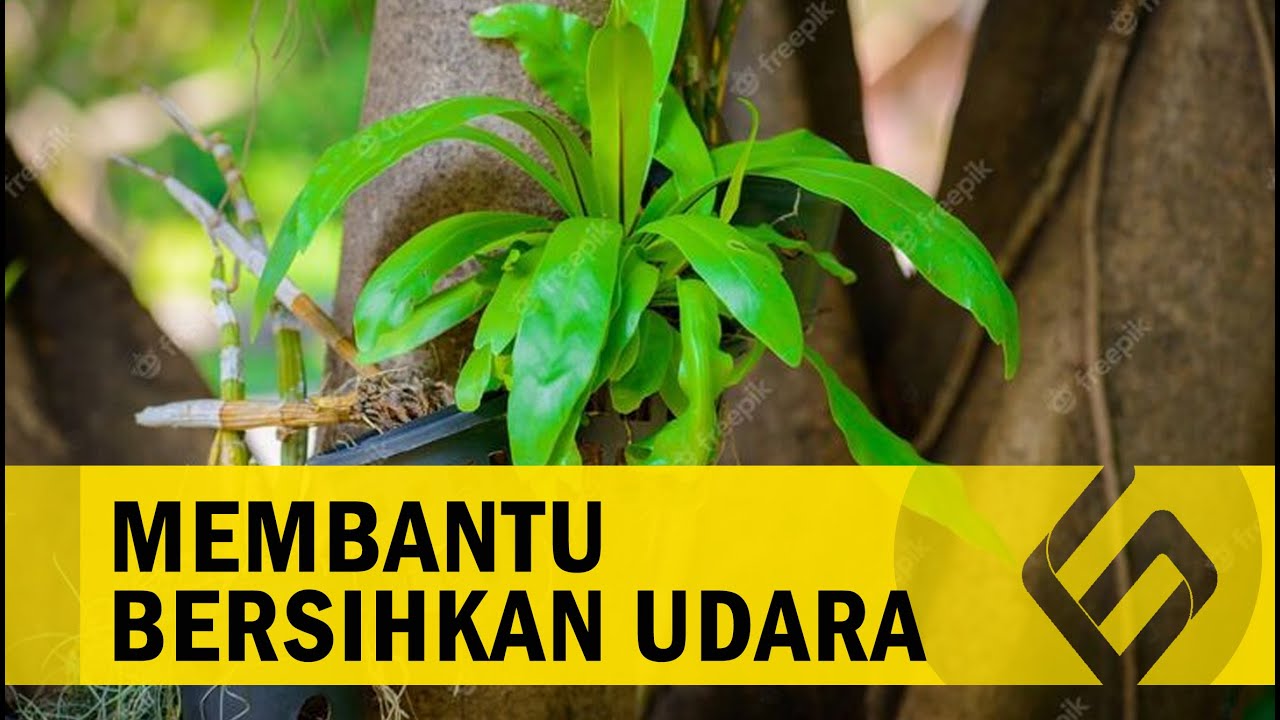 Manfaat Fotosintesis untuk Manusia dan Hewan, Salah Satunya Menghasilkan Oksigen