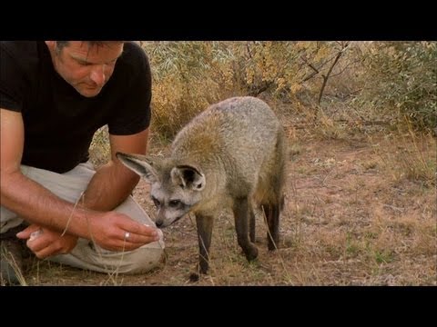 Bat-Eared Foxes Can Astoundingly Hear Insects Digging Underground