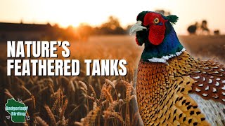 5 Things You Didn't Know About Pheasants!