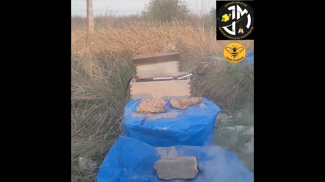 موسم الحمضيات ينطلق في شهر الرابع ابريل نيسان 