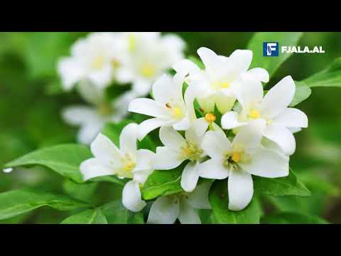 Jasemina, bima që ju duhet në shtëpi