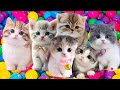 ANAK KUCING MEONG MEONG | Lagu Anak-Anak Kompilasi Kucing Lucu SI MEONG KUCING LUCU