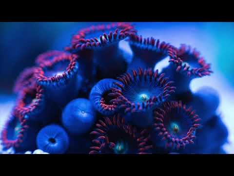 Morning Zoas 2020 0415 SPEED
