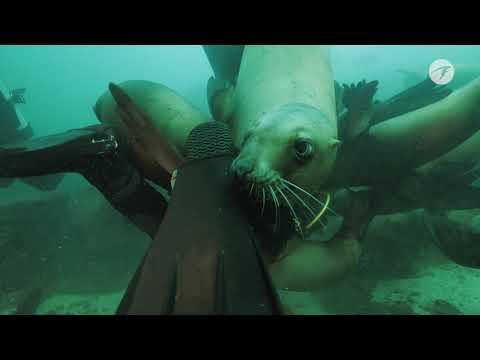 Shearwater dives alongside Sea Lions