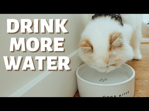 Cat Not Drinking Water? 8 Ways to Get Your Cat to Drink More Water