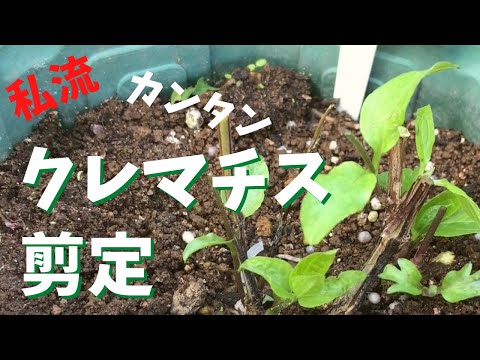 新しい元気な茎を生み出す美しいクレマチスの剪定方法