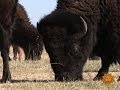 Nature: Texas Bison