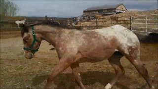 Luke Of A Dandy Lady 2nd time in round pen
