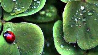 Kings of convenience - Parallel lines ( Lyrics )