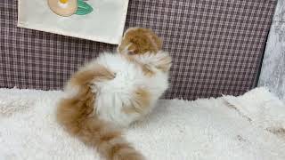 スコティッシュフォールドの動画01