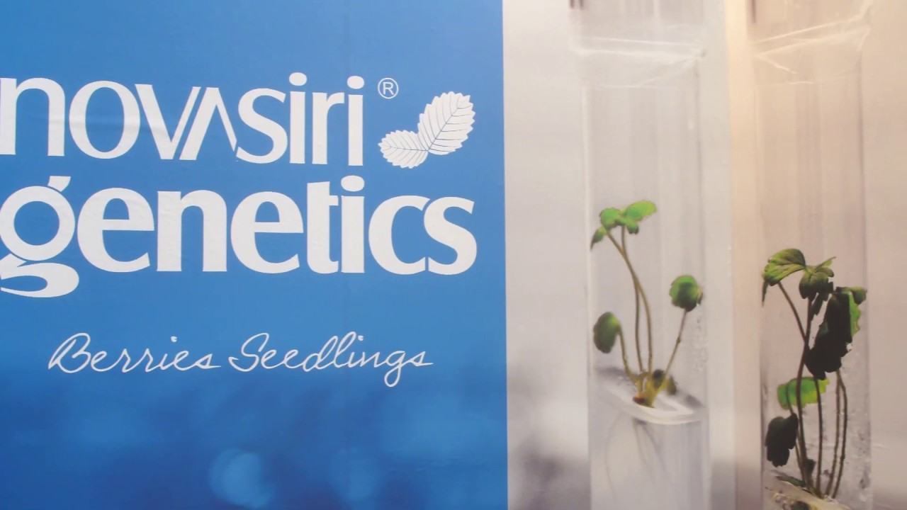 Nova Siri Genetics - Macfrut 2019