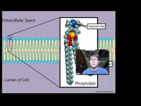 Cell Membranes