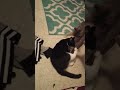 ️‍ Tuxedo Cat And Tabby Cat Fighting Please Like An Subscribe For A Chance To Win A PS5 Fyp Cat