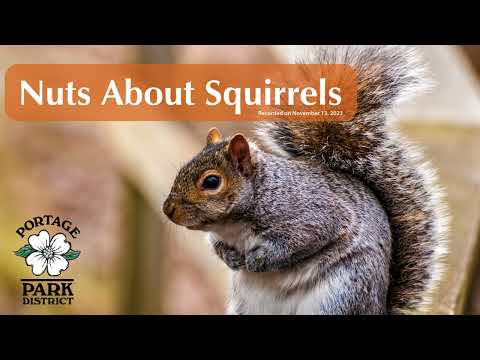 Nuts about Squirrels