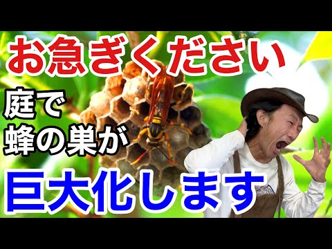 スズメバチ:庭における過小評価されている危険性 ライフスタイル