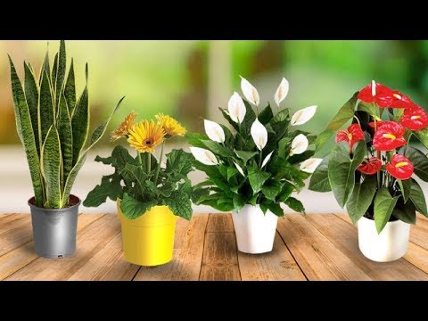 download lagu mp3 mp4 Flower Room Meaning, download lagu Flower Room Meaning gratis, unduh video klip Flower Room Meaning