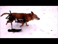 dog wheelchair ski attachment