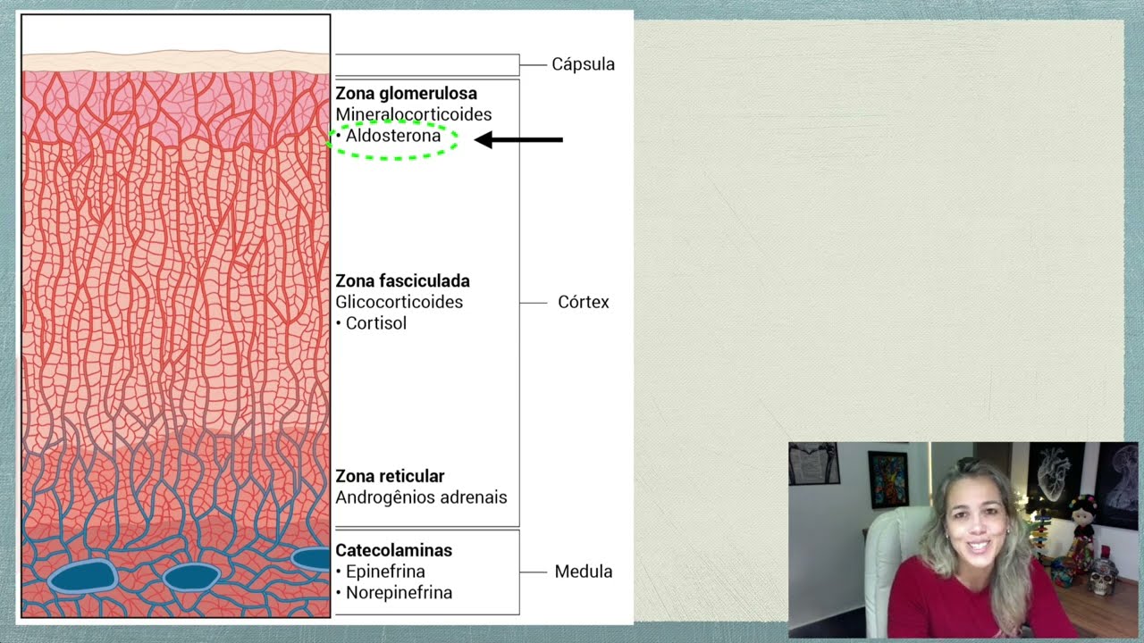Néfron e Aldosterona: Secreção