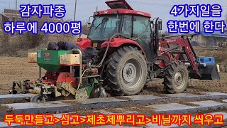 하루에 씨감자 4000평 심는 트랙터 전용 감자파종기~감자심는방법 감자재배방법,기술, 휴립기 비닐피복기
