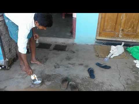 Vineeth Vipin Raju Rauth's dog