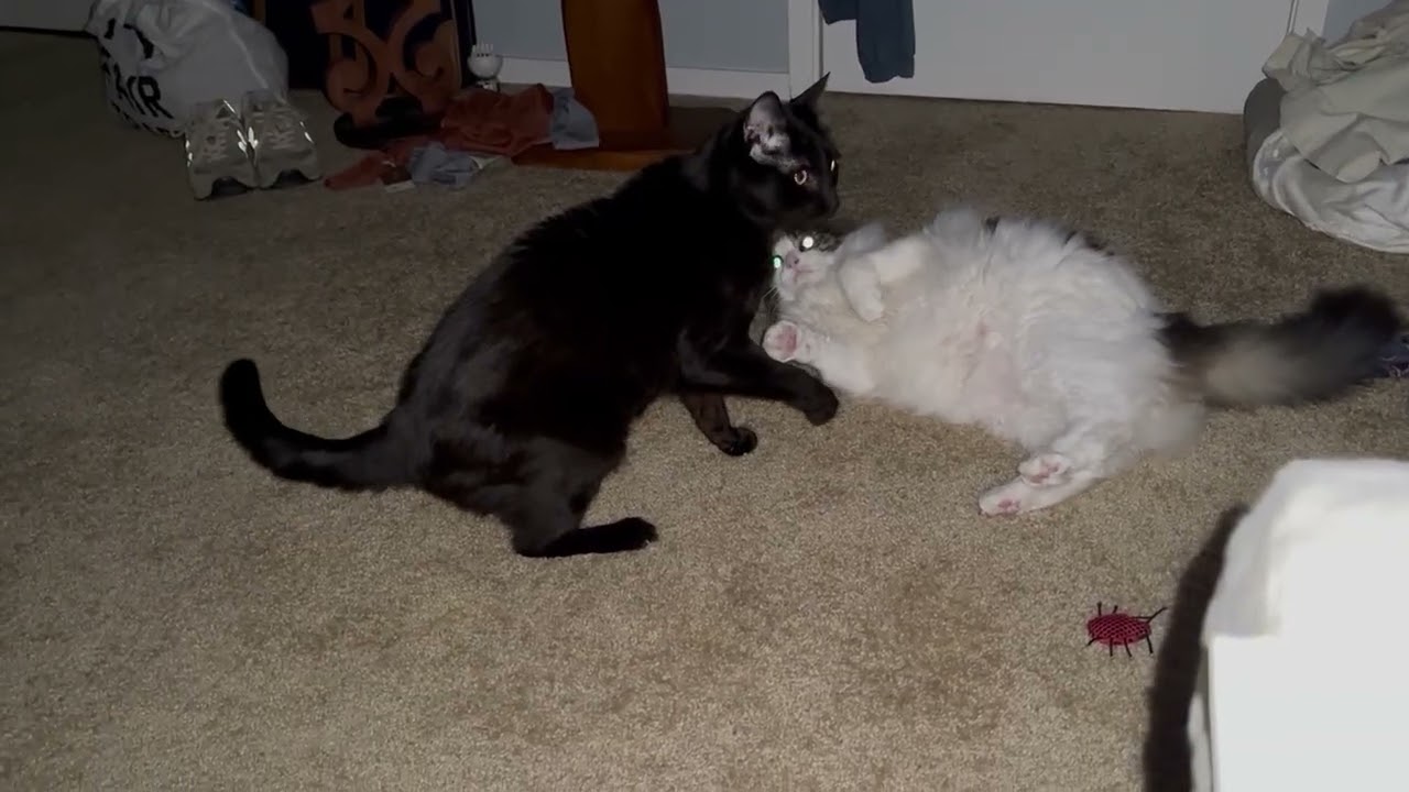 Enlarge Watson, a Adoptable Domestic Long Hair in Pacific Grove, CA video 6/6