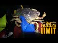 Washington State Red Rock Crab Size Limit