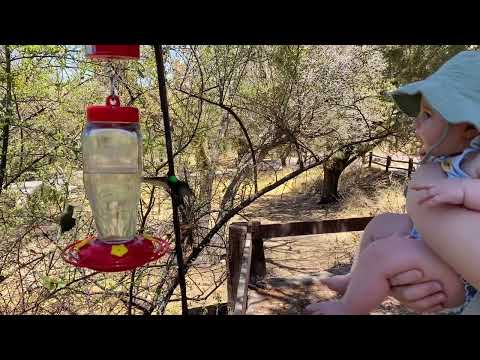 My Baby Watches a Magnificent Hummingbird