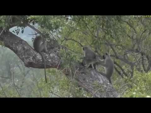 Feb 14, 2017- Vervet Monkeys with babies