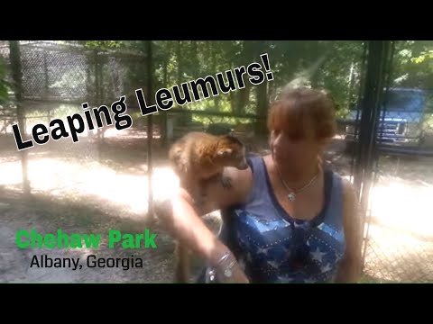Buddy Jewell - Leaping Lemurs! (Chehaw Park In Albany, Georgia)