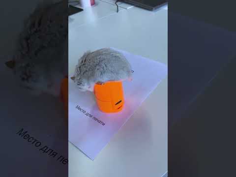 Съемка хомяка Камы