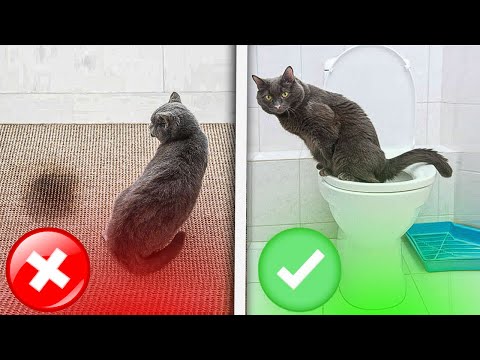 How To “train Your Cat” To Use Your HOUSEHOLD TOILET (Step-By-Step-Guide) NEW #Cattoilettraining