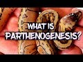 Parthenogenesis Explained