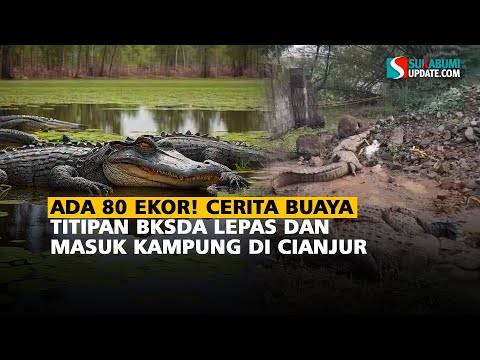 Ada 80 Ekor! Cerita Buaya Titipan BKSDA Lepas dan Masuk Kampung di Cianjur
