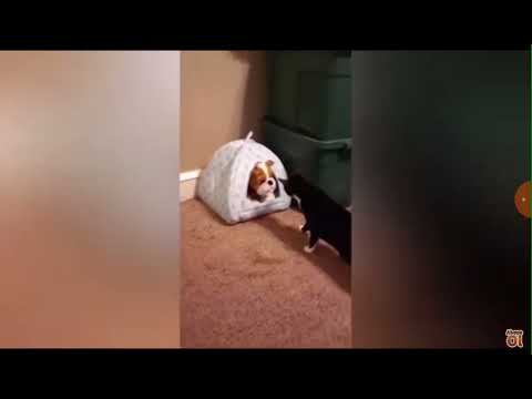 konuşan kediler 1000000