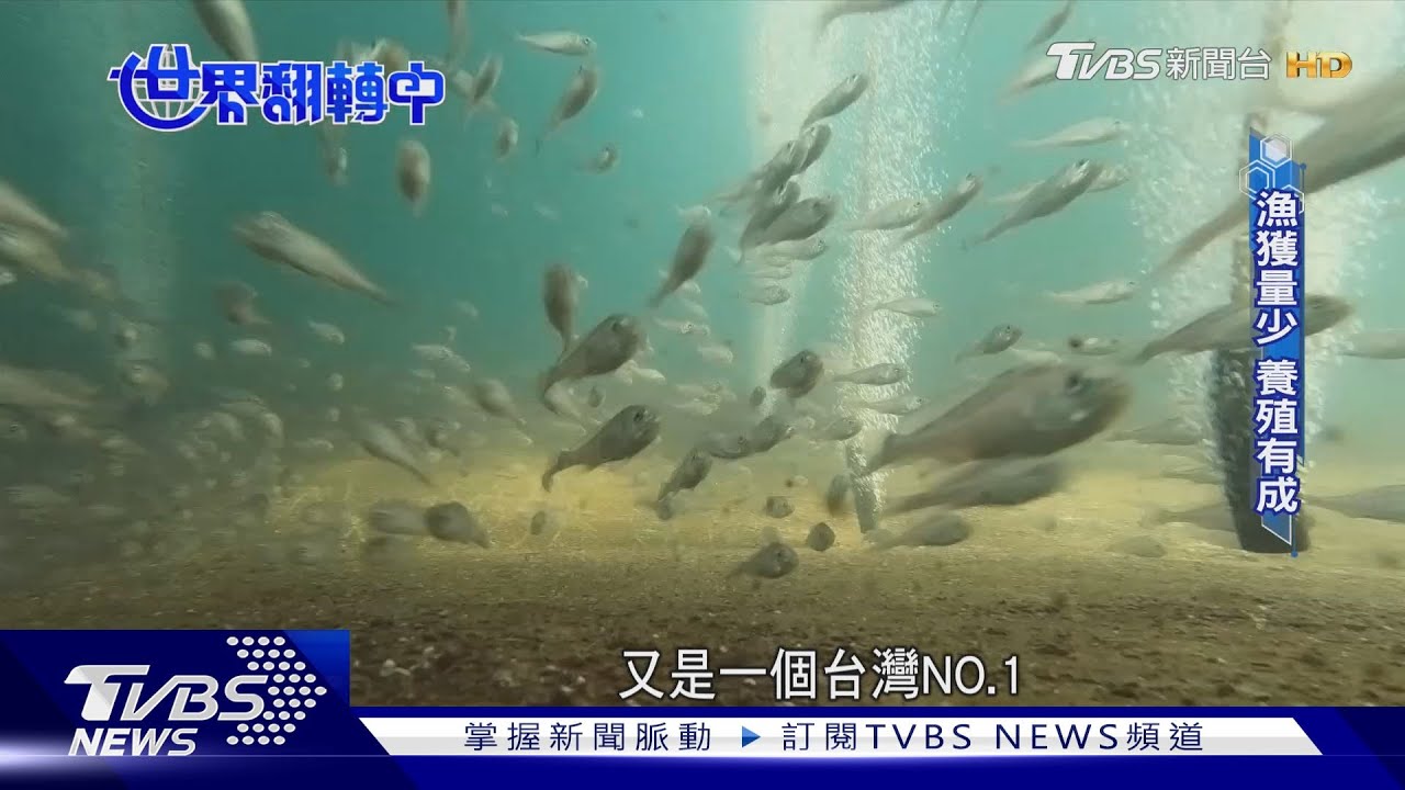 突破深海魚繁殖瓶頸 台灣成功育苗創全球首例
