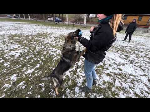 Venom z Jukasu - obedience training - 7 months